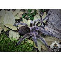 Grammostola porteri / Chilean tarantula  2fh  (1-2cm)